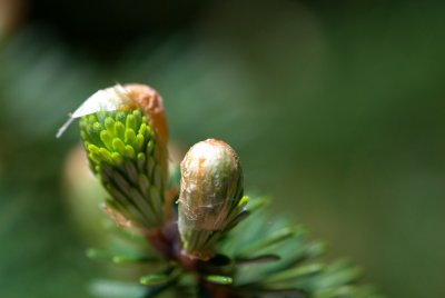Abies koreana - jedle korejská - pupen
